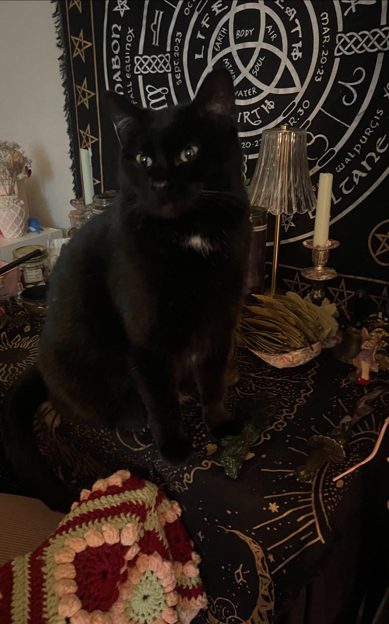 Black Cat Energy Spell- Fortune, Success, Boss Bitch Energy